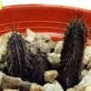 Cereus_ aethiops_ 07